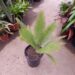 DIOON EDULE VERY LARGE 15 GALLON PLANTS