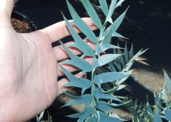 ENCEPHALARTOS HORRIDUS STUNNING BLUE SPECIMEN