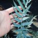 ENCEPHALARTOS HORRIDUS STUNNING BLUE SPECIMEN