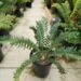 ENCEPHALARTOS ARENARIUS – GREEN FORM