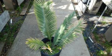 ENCEPHALARTOS CERINUS