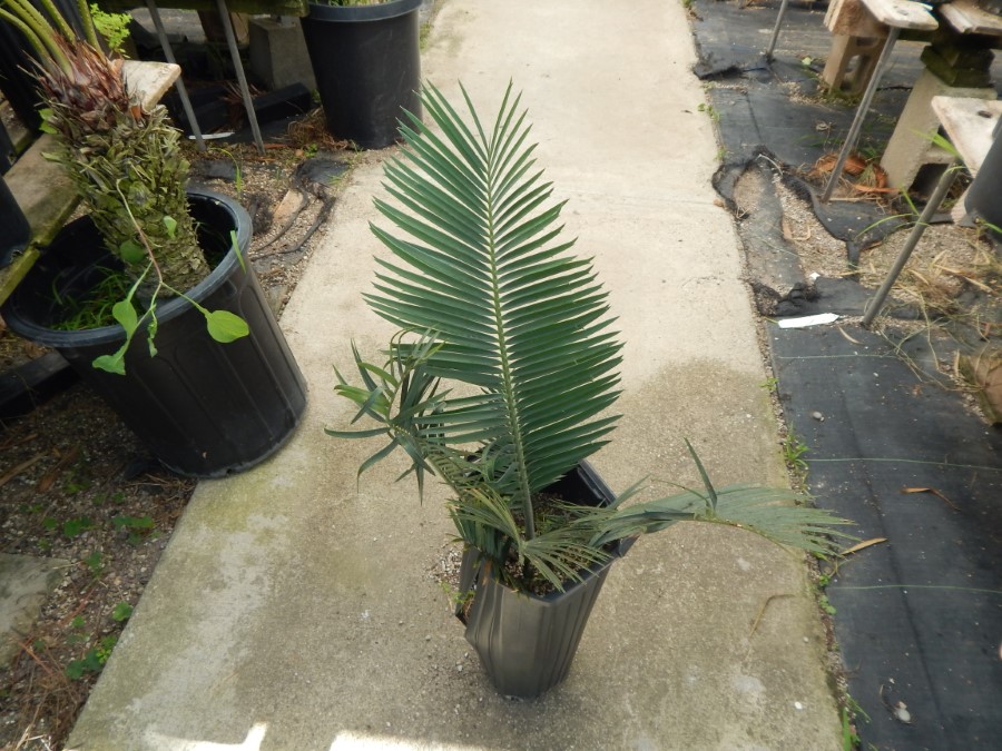 ENCEPHALARTOS CERINUS