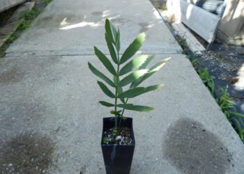 ENCEPHALARTOS EUGENE-MARAISII