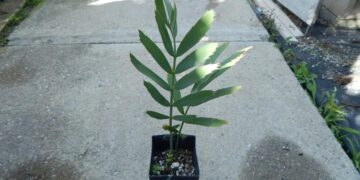 ENCEPHALARTOS EUGENE-MARAISII