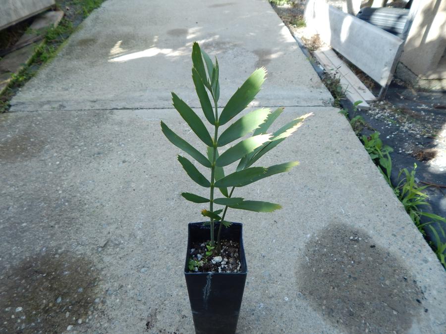 ENCEPHALARTOS EUGENE-MARAISII