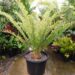 ENCEPHALARTOS FEROX 