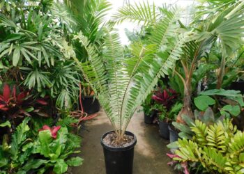 ENCEPHALARTOS MANIKENSIS