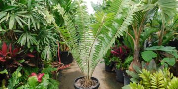 ENCEPHALARTOS MANIKENSIS