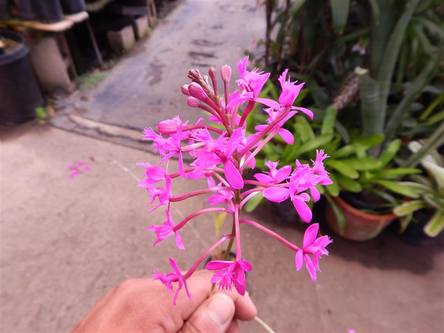 EPIDENDRON ORCHIDPINK – PURPLE BLOSSOM