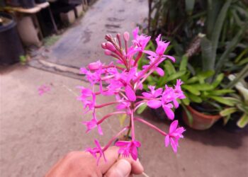 EPIDENDRON ORCHID