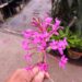 EPIDENDRON ORCHID