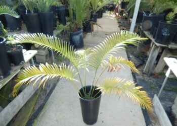 LEPIDOZAMIA PEROFFSKYANA LARGE AUSTRALIA CYCAD