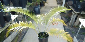 LEPIDOZAMIA PEROFFSKYANA LARGE AUSTRALIA CYCAD