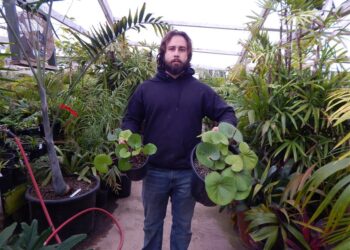 FARFUGIUM (LIGULARIA) TUSSILANGINEA AKA FARFUGIUM JAPONICUM GIGANTEUM