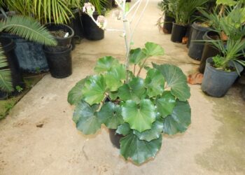 FARFUGIUM (LIGULARIA) TUSSILANGINEA AKA FARFUGIUM JAPONICUM GIGANTEUM