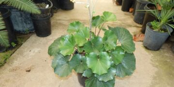 FARFUGIUM (LIGULARIA) TUSSILANGINEA AKA FARFUGIUM JAPONICUM GIGANTEUM