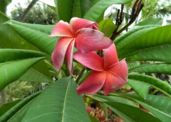 PLUMERIA TREES