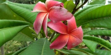 PLUMERIA TREES
