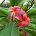 PLUMERIA TREES