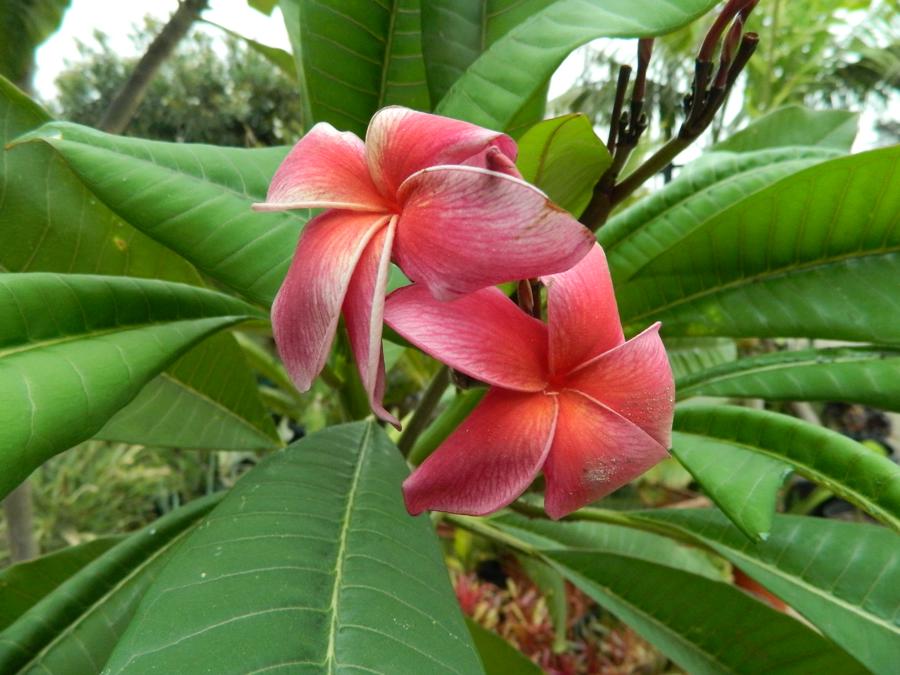 PLUMERIA TREES FRAGRANT BLOSSOMS