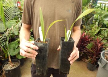 PALM SEEDLINGS – ASSORTED