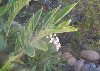 GINGER – SHELL GINGER, VARIEGATED