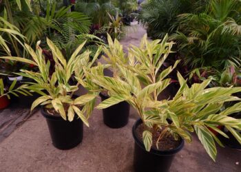 GINGER – SHELL GINGER, VARIEGATED