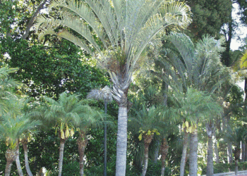 DYPSIS DECARYI THE TRIANGLE PALM