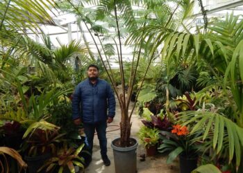 AUSTRALIAN TREE FERN CYATHEA COOPERI